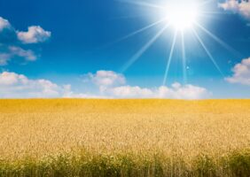 wheat field with bright sun