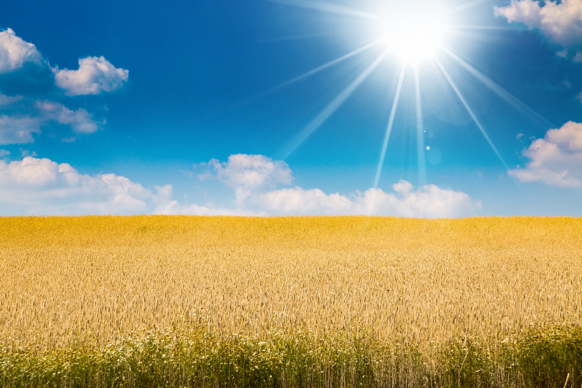 Гори солнце ярче лето будет. Пшеничное поле. Солнечное небо. Солнечное поле. Фон поле.